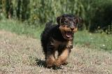 AIREDALE TERRIER 085